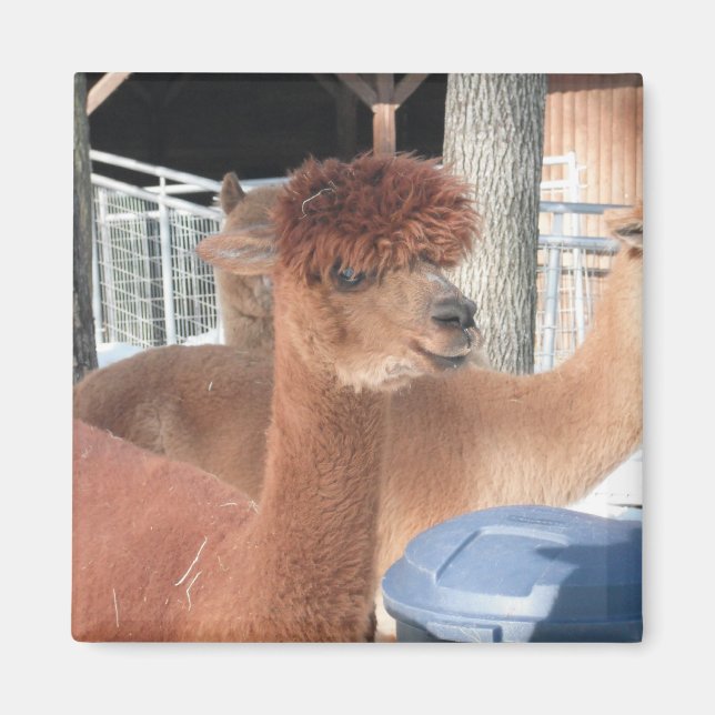 Alpaca Magnet (Front)