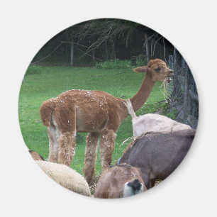 alpaca magnet