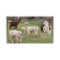 Alpaca Melange ~ biz card