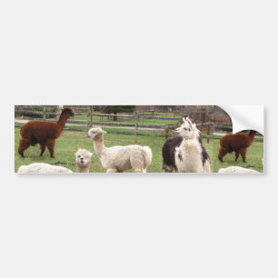 Alpaca Melange ~ Bumper Sticker