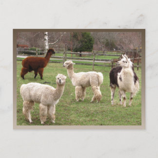 Alpaca Melange calendar ~ postcard