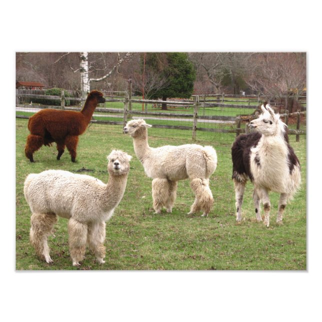 Alpaca Melange ~ Photo (Front)