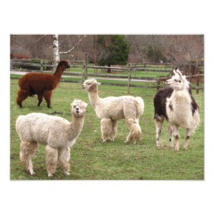 Alpaca Melange ~ Photo Print