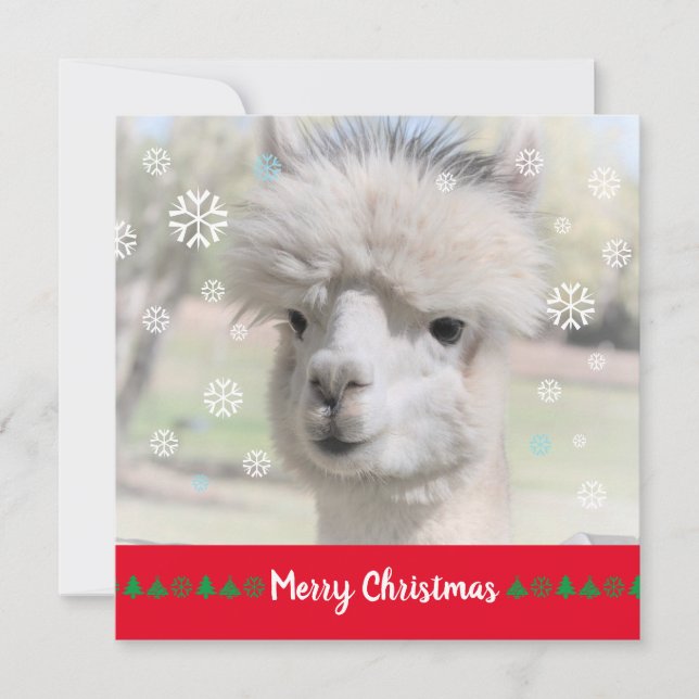 Alpaca Merry Christmas Greeting Card (Front)