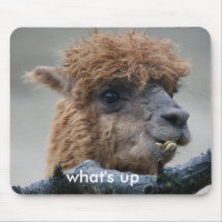 Alpaca