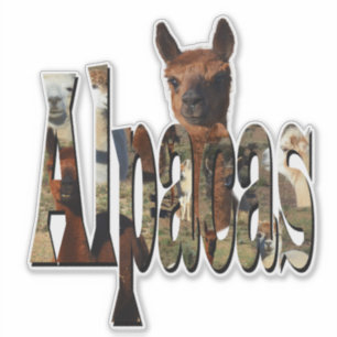 Alpaca Name Logo With Alpacas,
