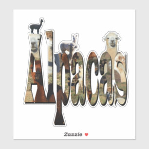 Alpaca Name With Alpacas,