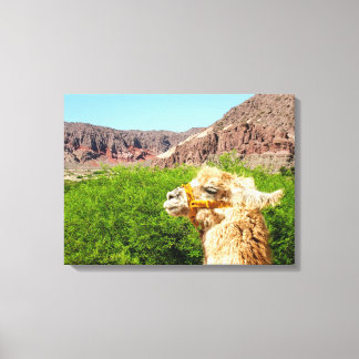 Alpaca Near Salta, Argentina Canvas Print