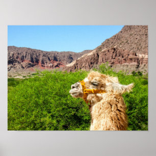 Alpaca Near Salta, Argentina Poster