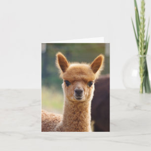 Alpaca Note Card