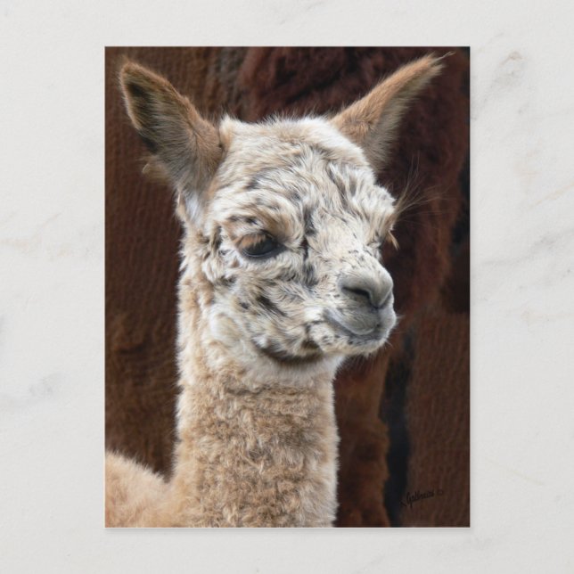 Alpaca of Many Colours Postcard (Front)
