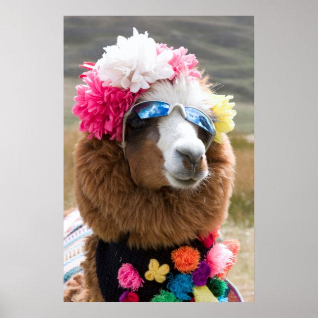 Alpaca, Pachacoto, Cordillera Blanca, Ancash Poster (Front)
