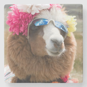 Alpaca, Pachacoto, Cordillera Blanca, Ancash Stone Coaster