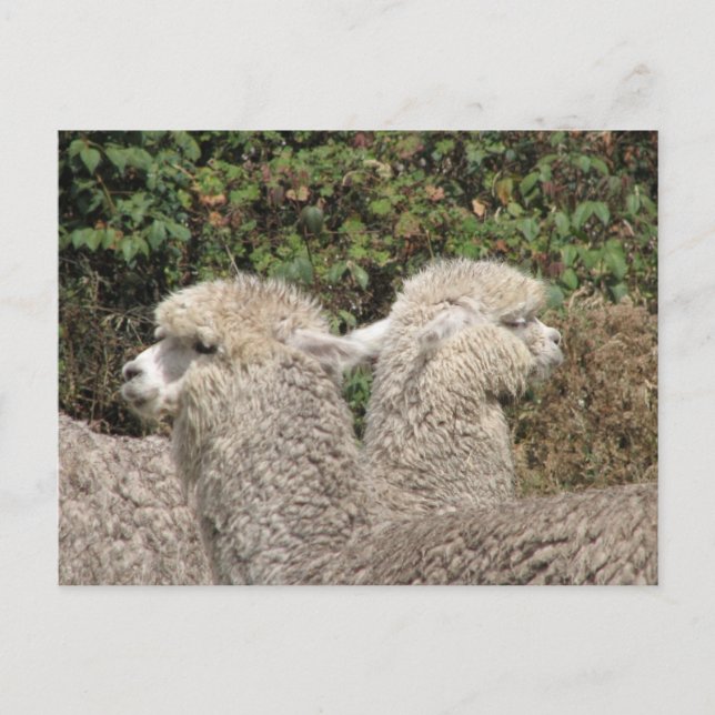 Alpaca, Parque Llaviucu, Ecuador Postcard (Front)