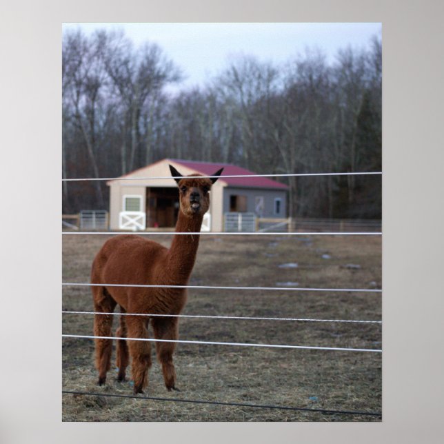 Alpaca Photo  Poster (Front)