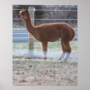 Alpaca Photo Poster