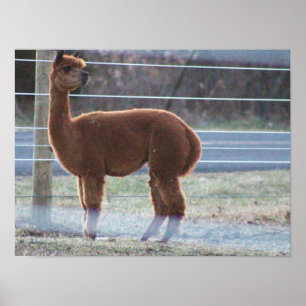Alpaca Photo Poster
