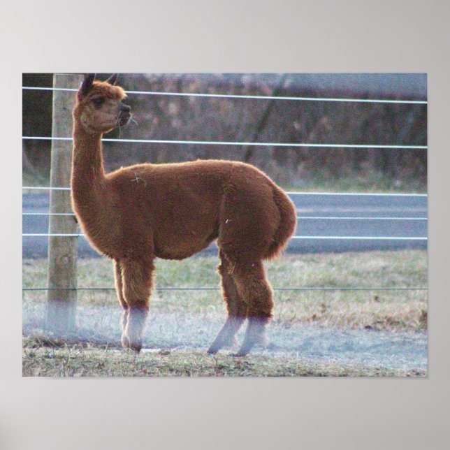 Alpaca Photo  Poster (Front)