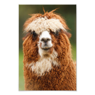 Alpaca Photo Print