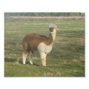 Alpaca Photo Print