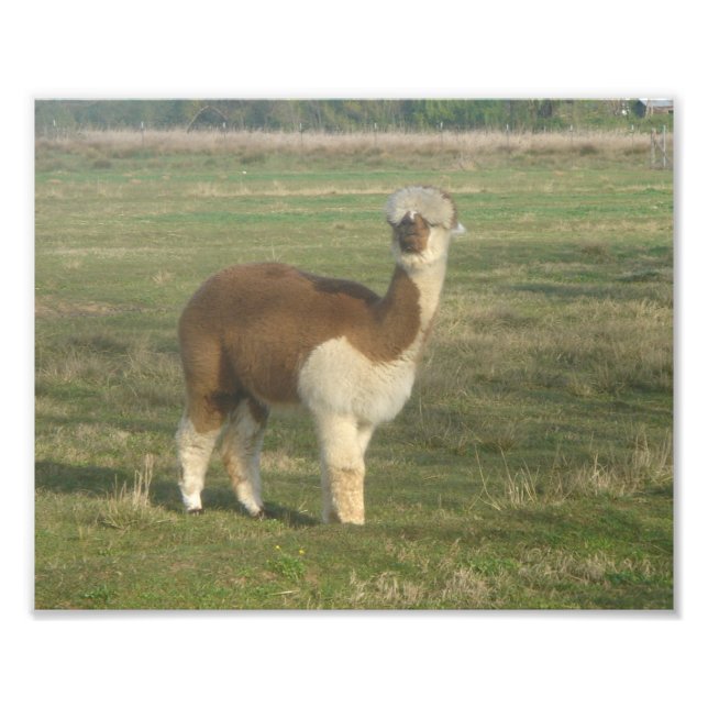 Alpaca Photo Print (Front)