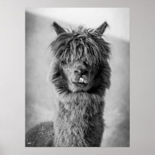 Alpaca Portrait Black and White Poster