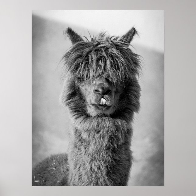 Alpaca Portrait Black and White Poster (Front)
