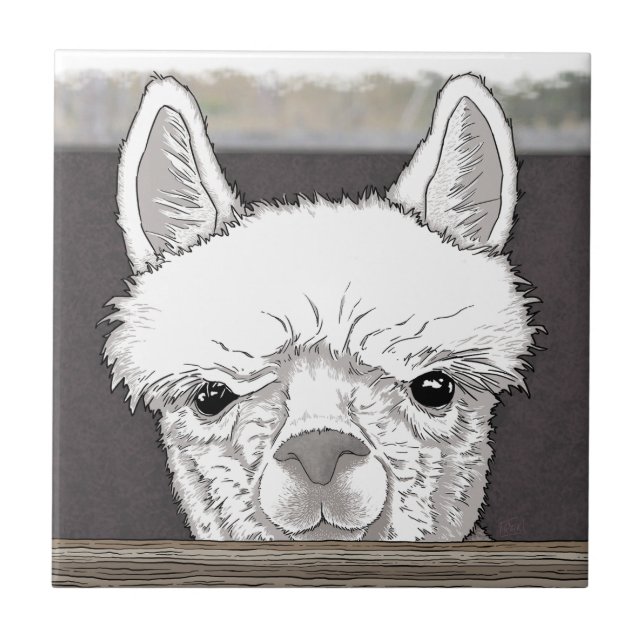 Alpaca Portrait Tile (Front)