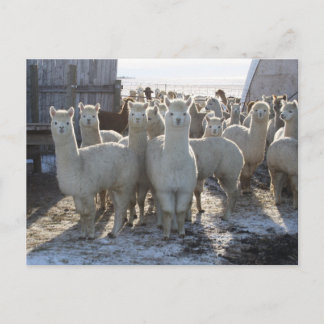 Alpaca Post Card