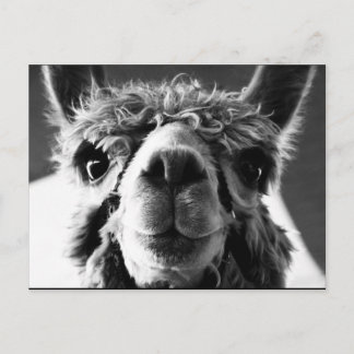 Alpaca Postcard