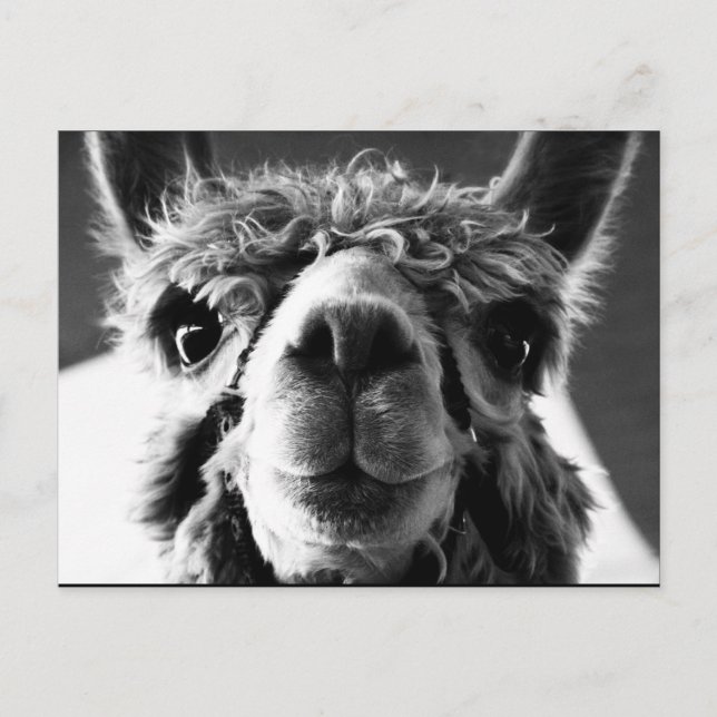 Alpaca Postcard (Front)