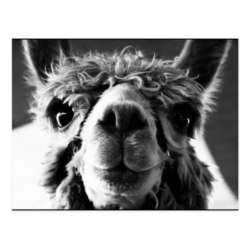 Image of Alpaca Postcard