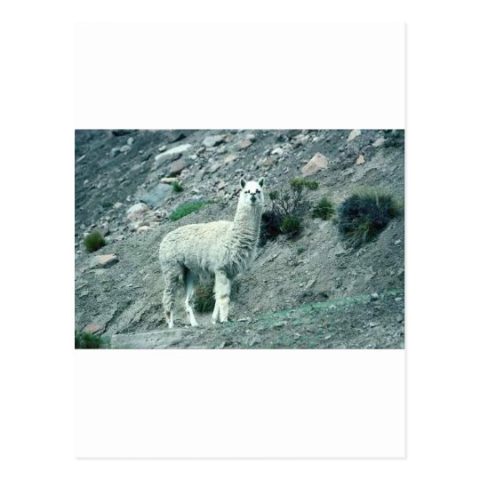 Alpaca Postcard