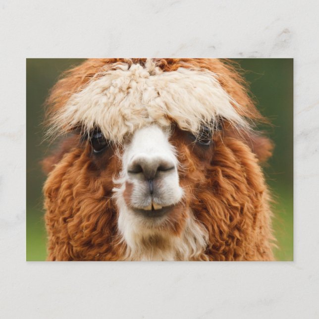 Alpaca Postcard (Front)