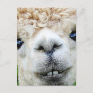 ALPACA POSTCARD