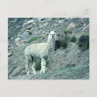 Alpaca Postcard
