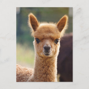 Alpaca Postcards