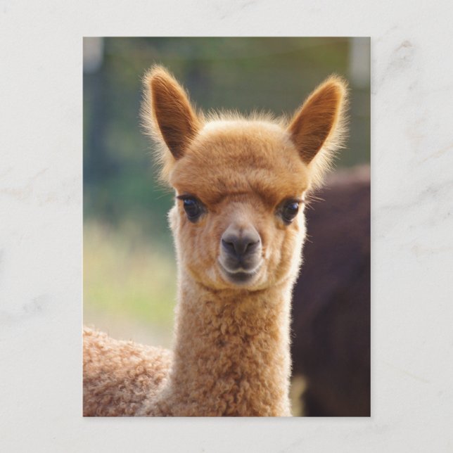 Alpaca Postcards (Front)