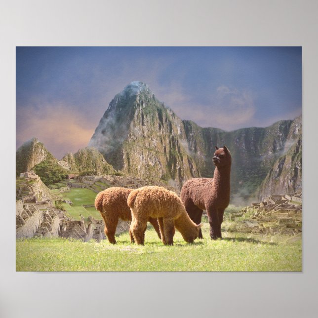 Alpaca Poster (Front)