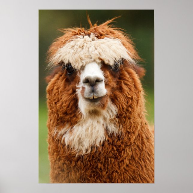 Alpaca Poster (Front)