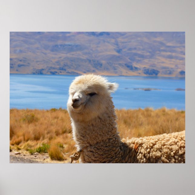 Alpaca poster (Front)