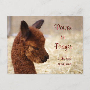Alpaca Prayer Postcard