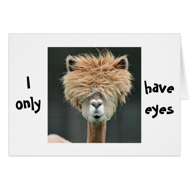 ALPACA SAYS "I ONLY HAVE EYES FOR YOU" (Front Horizontal)