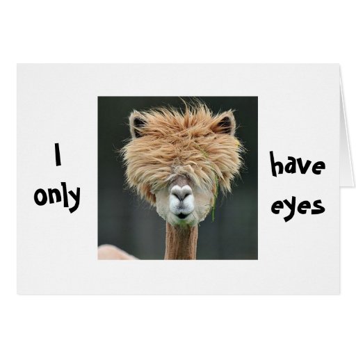Image of ALPACA SAYS "I ONLY HAVE EYES FOR YOU"