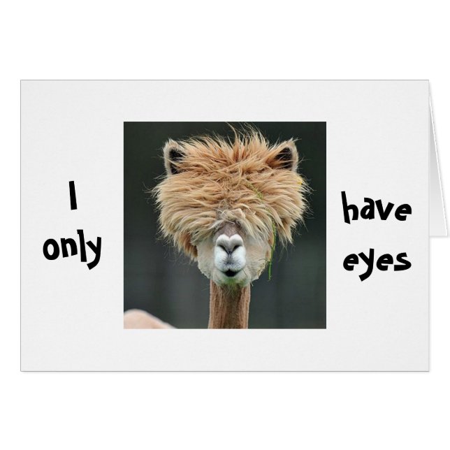 ALPACA SAYS "I ONLY HAVE EYES FOR YOU" (Front Horizontal)