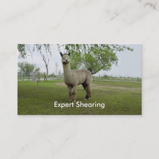 Alpaca Shearing Business Card (Front)