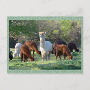Alpaca Sleigh Belle Postcard