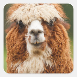 Alpaca Square Sticker