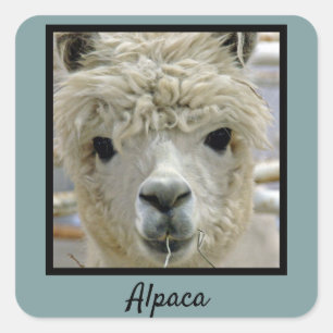 Alpaca Square Sticker