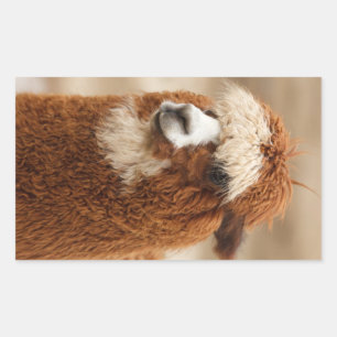 Alpaca stickers